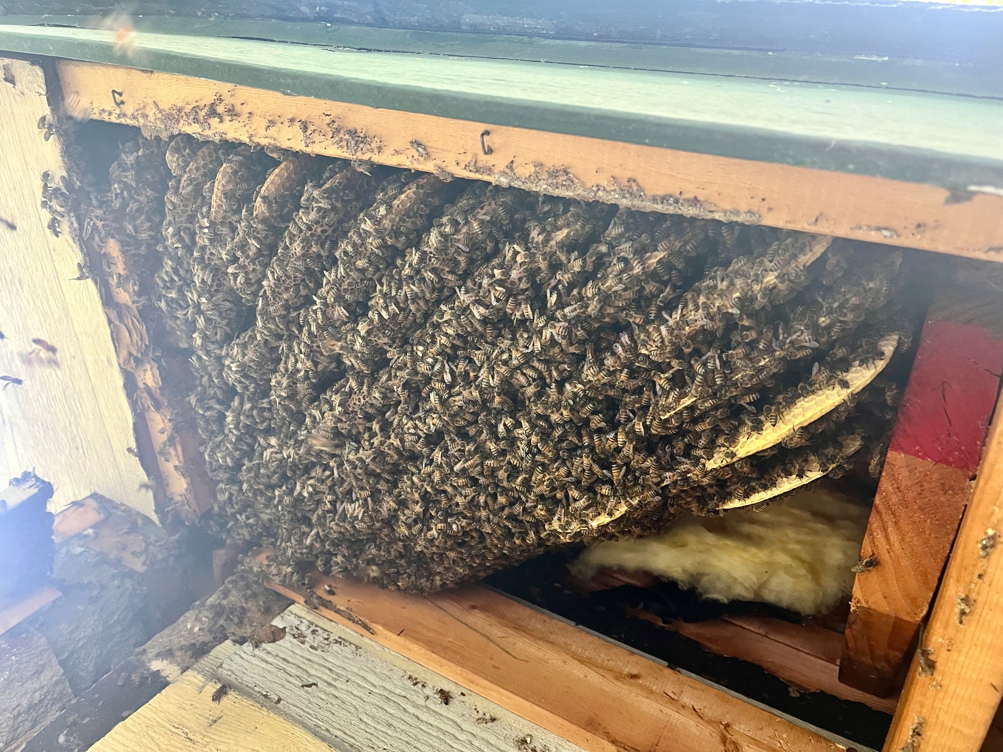 Established honeybee hive exposed inside a soffit cavity in Parker, Texas