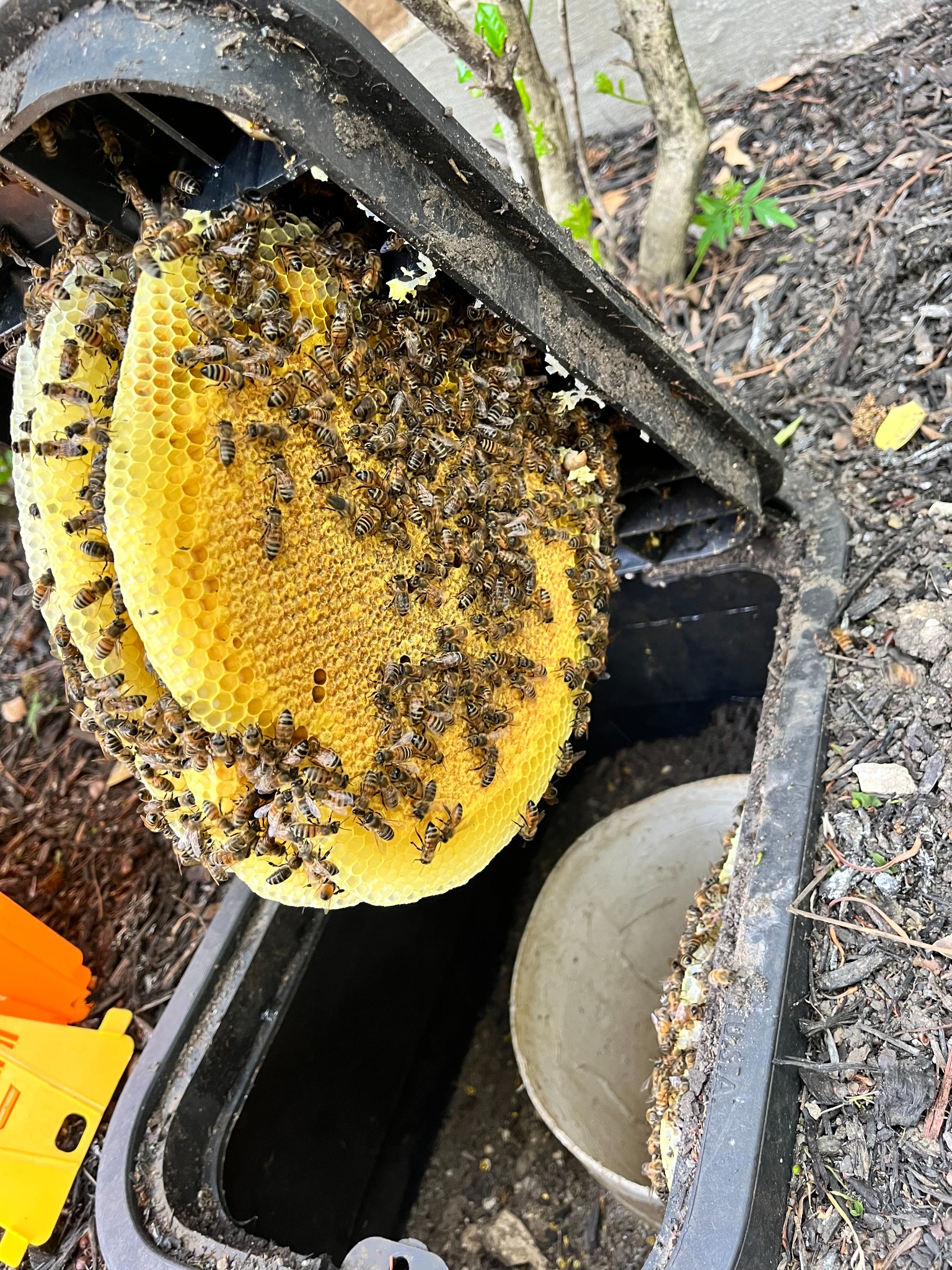 Honeybee hive and comb removed from a water shutoff box in Parker, Texas