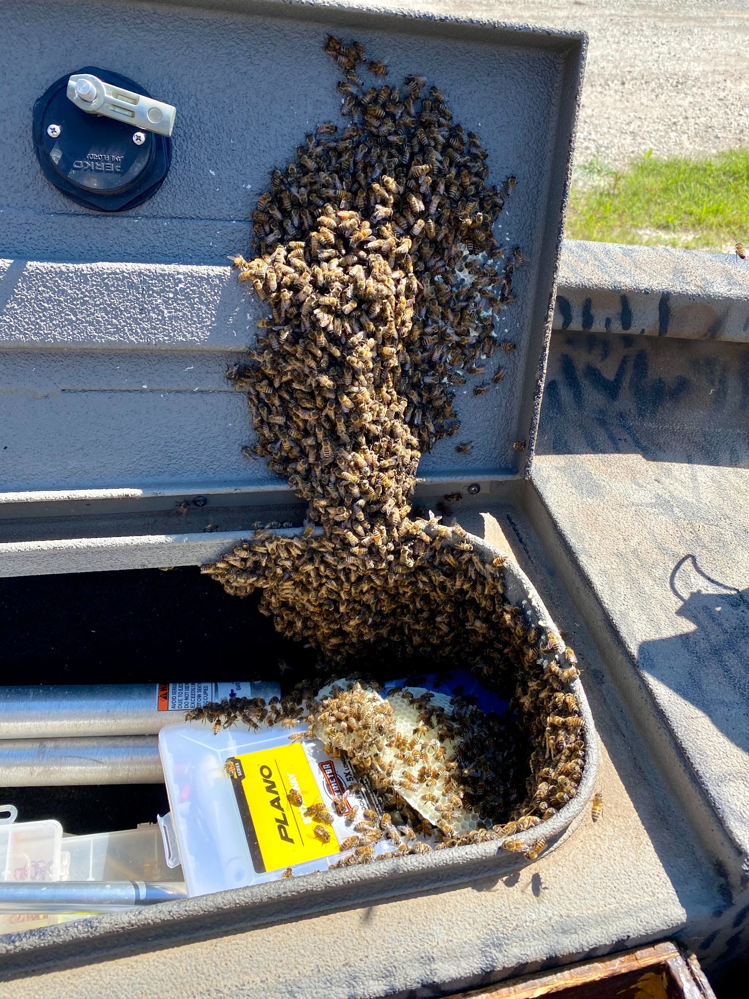 Honeybee colony and comb inside a boat storage compartment in Princeton, Texas