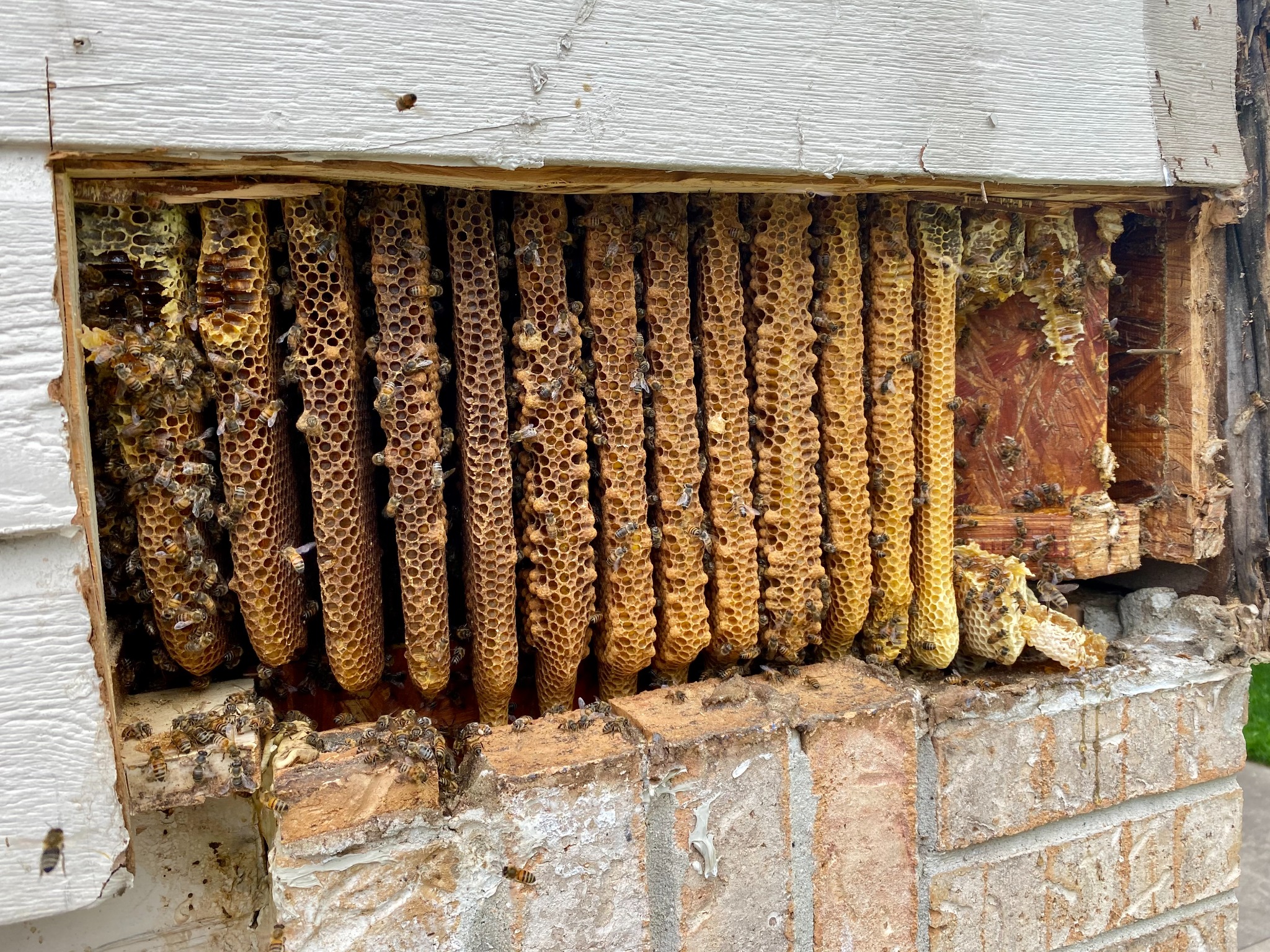Large established honeybee hive and comb exposed inside a structural joist space in Princeton, Texas