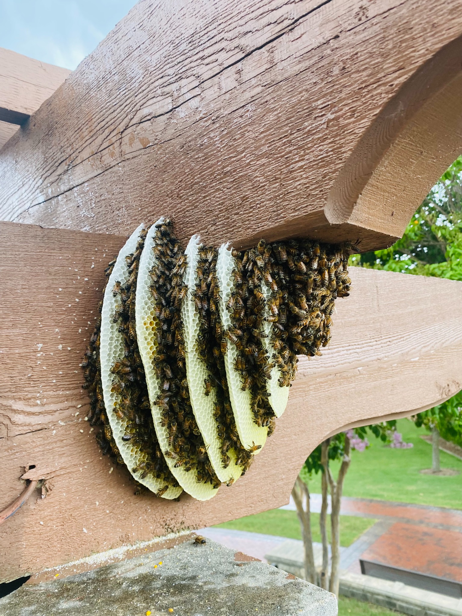 Honeybee hive and comb built beneath a wooden pergola in Princeton, Texas