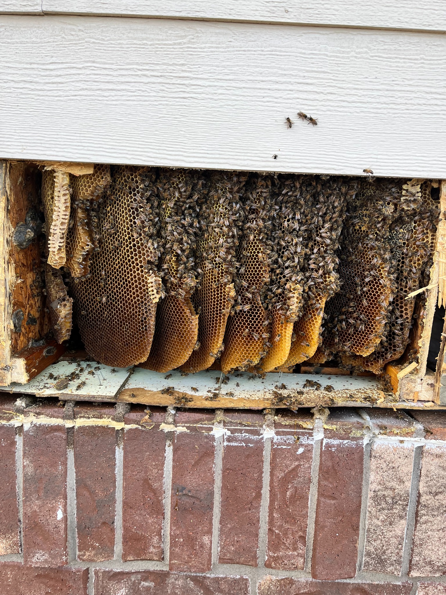 Established honeybee hive exposed inside a structural joist cavity in Richardson, Texas