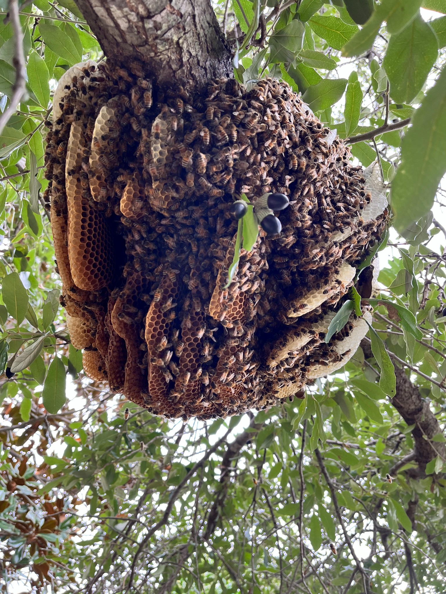 Large exposed honeybee hive and comb removed from a tree in Richardson, Texas