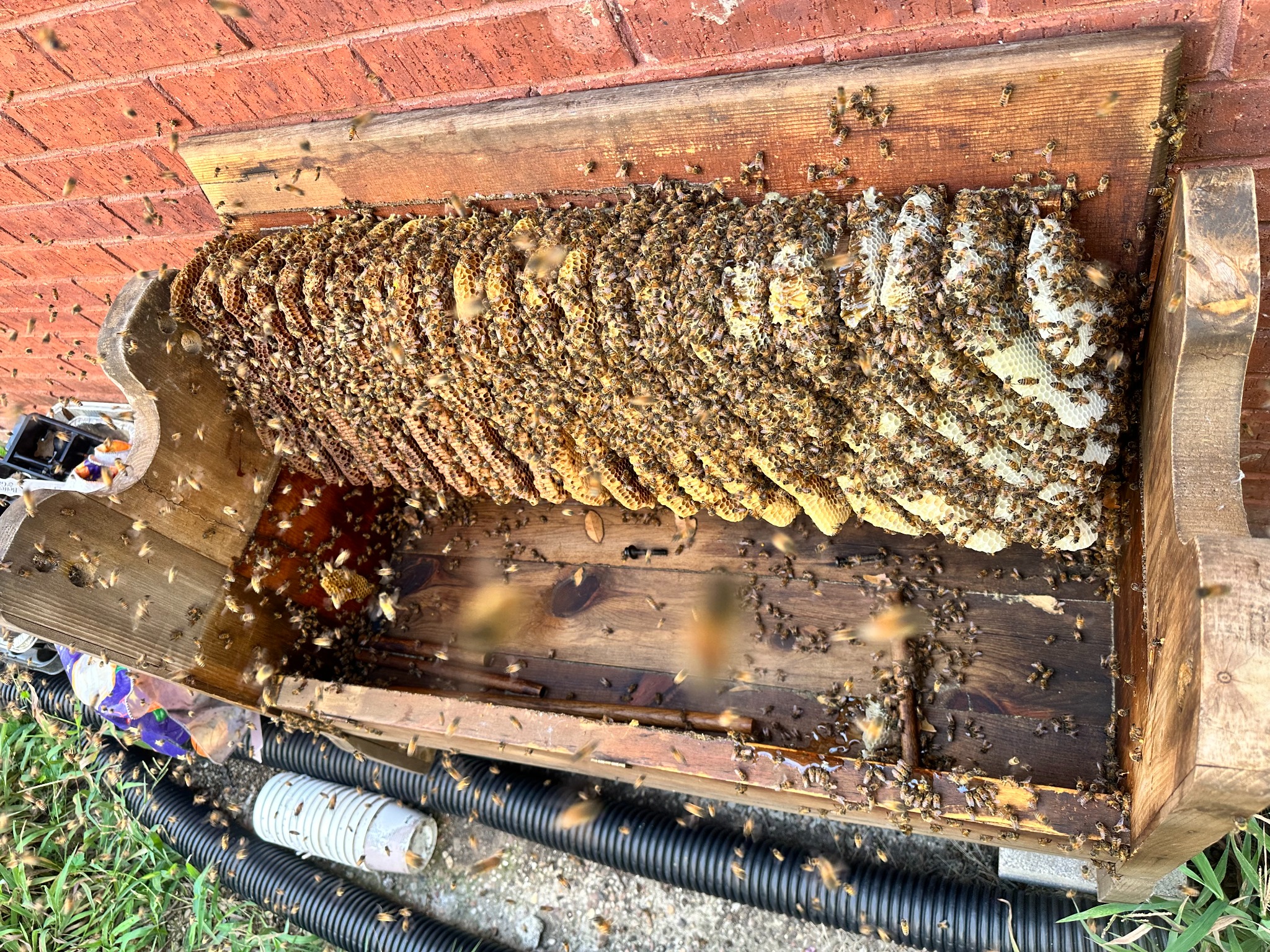 Established honeybee hive and comb exposed inside a wooden bench in The Colony, Texas