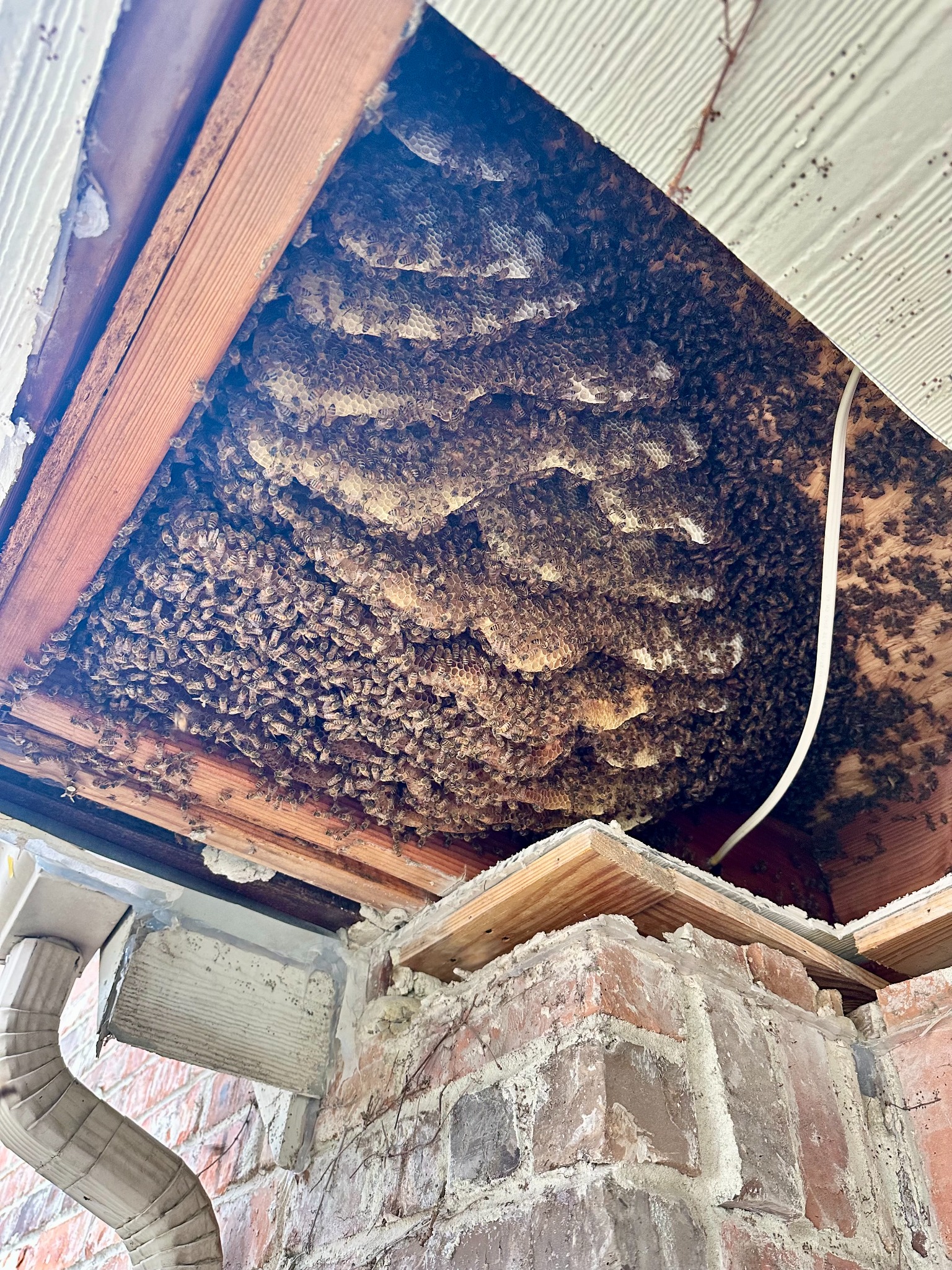 Large honeybee hive and comb exposed inside a soffit in The Colony, Texas