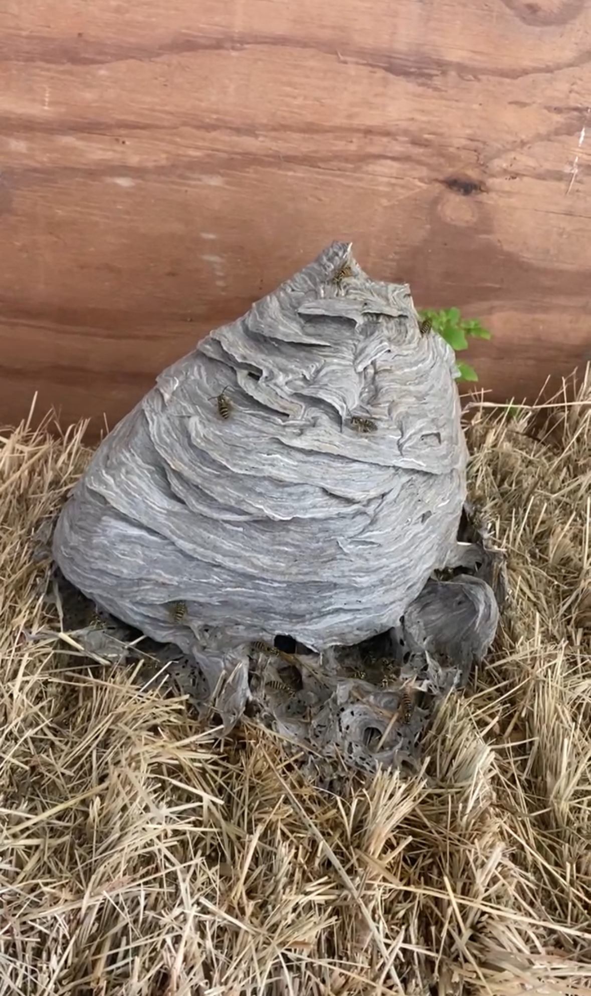 Large Southern yellow jacket nest discovered inside a barn in The Colony, Texas