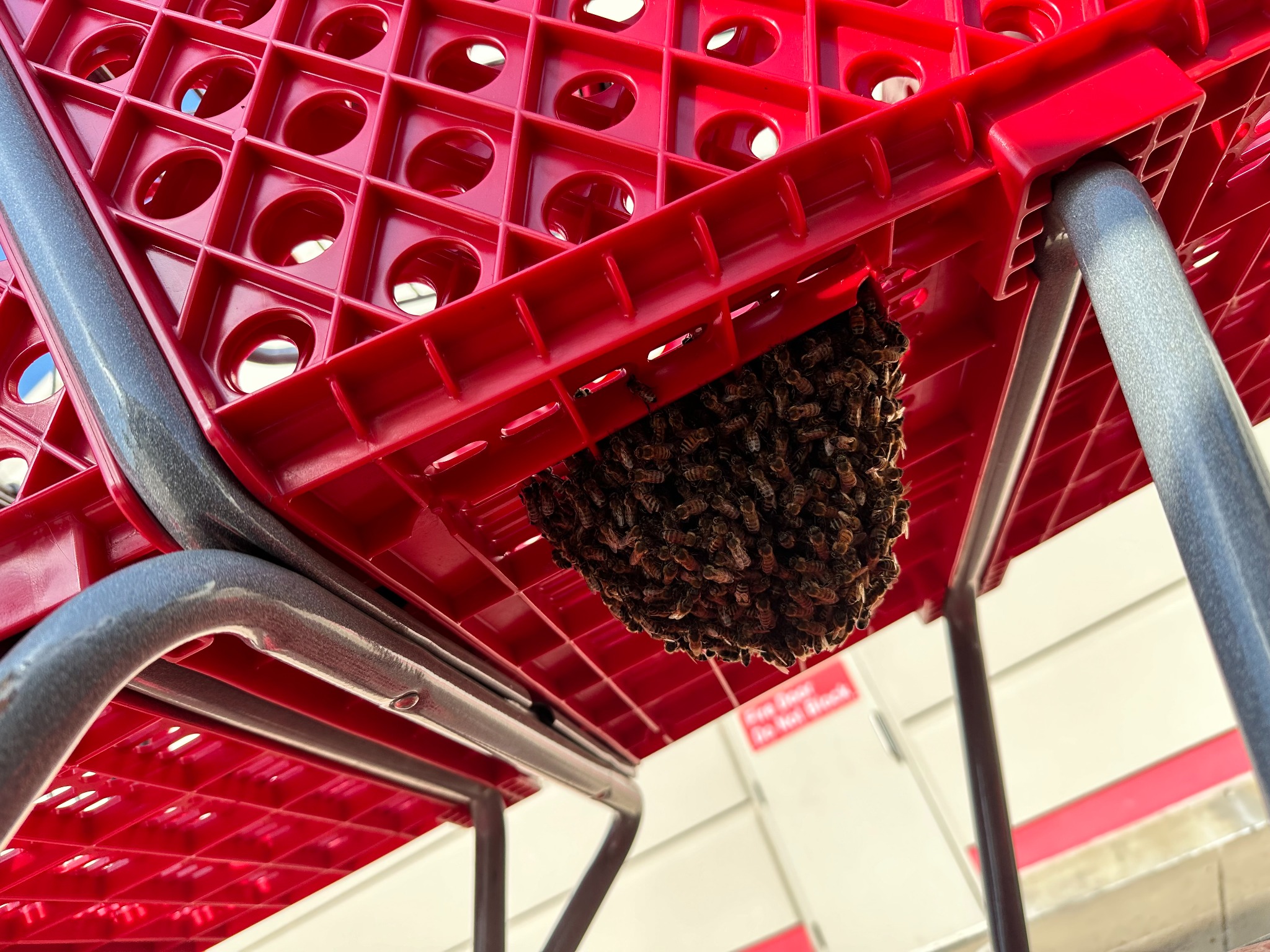 Honeybee swarm clustered underneath a shopping cart in Wylie, Texas