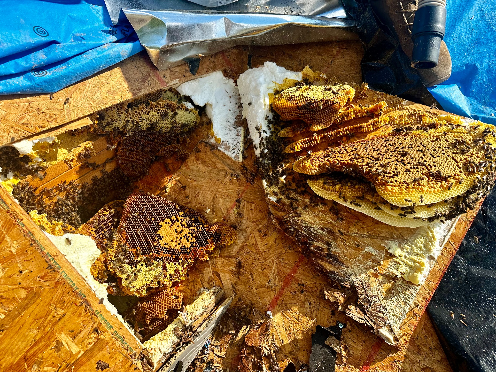 Large established honeybee hive and comb exposed inside a roof in Wylie, Texas