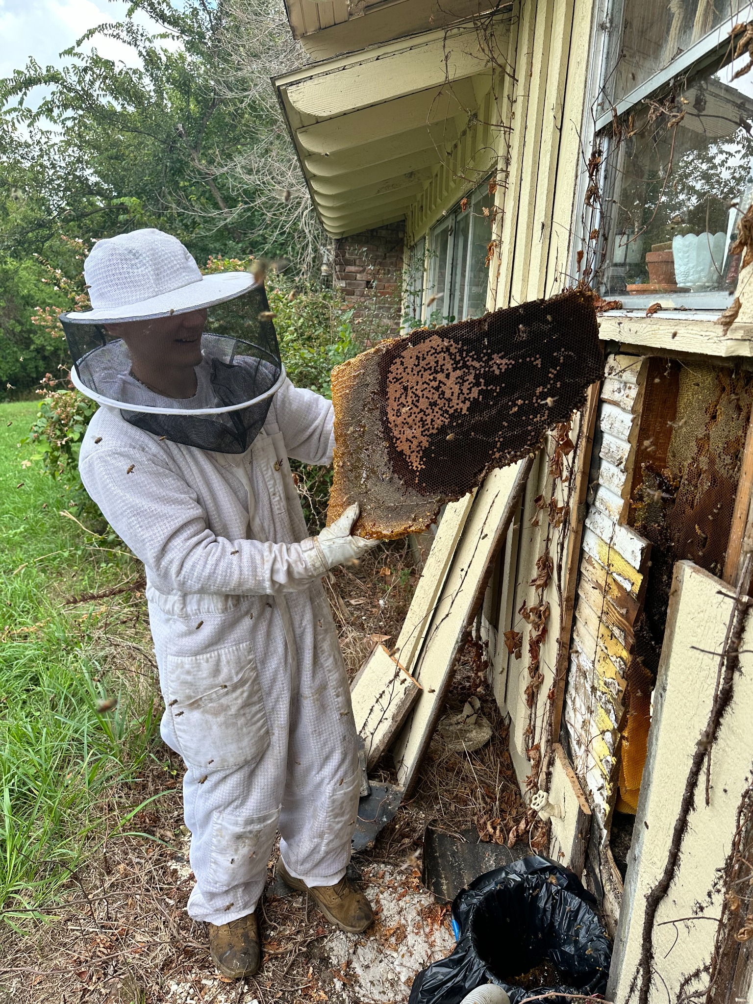 Bee-removal specialist removing a large honeycomb panel from the wall of a house in Wylie, Texas